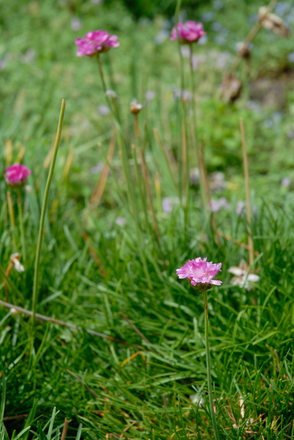 Sea Thrift